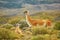 Mother guanaco with its baby