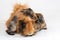 A mother guinea pig with her two cubs resting. Selective focus on white background.