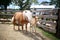 Mother Haflinger Horse and Baby Newborn Foal in Farm Pen