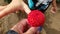 Mother handing red dahlia flower to son`s hand