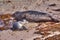 Mother harbor seal caring for recently born pup.