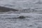 Mother harbour seal nuzzling pup in cold Atlantic waters of Nova Scotia on a foggy morning
