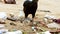 Mother hen with baby chicks looking for food in piles of rubbish scattered on the beach.