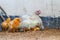 Mother hen with its baby chicken. Adorable baby chicks resting in the safety of mother hens feathers. Hen with baby chicken.