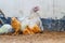 Mother hen with its baby chicken. Adorable baby chicks resting in the safety of mother hens feathers. Hen with baby chicken.