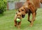 Mother and her puppy playing