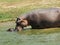 Mother hippo with cab
