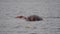 Mother Hippopotamus With A Little Calf In The Water Of Pond In Africa Reserve