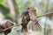 Mother holds her baby camouflage bird while day sleeping in the jungle, gould\\\'s frogmouth