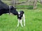 Mother Holstein cares for new baby standing on wobbly legs for the first time