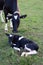 Mother Holstein Cow and Calf just born in the grass