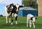 Mother Holstein with her brand new calf in the meadow