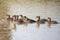 A mother hooded merganser Lophodytes cucullatus swims with her babies through the marsh at Huntley Meadows Park, Virginia, USA