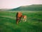 Mother horse with baby horse grazing on the pasture during daytime