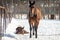 Mother horse and her foal laying on the snow