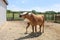 Mother Horse Making Funny Face as She Nurses Newborn Foal