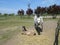 Mother horse standing near lying child foal on the ground