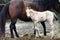 Mother horse whit her puppies