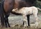 Mother horse whit her puppies