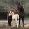 Mother horse whit her puppies