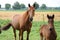 Mother horse wth her  newborn foal