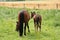 Mother horse wth her  newborn foal