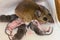 A mother house mouse with her newborn offspring in the corner of a kitchen drawer.