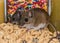 A mother house mouse and her offspring finding food in a kitchen cabinet.