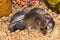 A mother house mouse, Mus musculus, nursing her young in a kitchen cabinet.