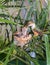 Mother Hummingbird Feeding her young