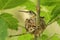 Mother Hummingbird on her nest