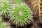 Mother of hundreds or Mammillaria Compressa cactus in Saint Gallen in Switzerland