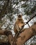 Mother and infant Grey Langur