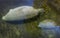 Mother and Infant Manatee - Wakulla Springs