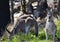 Mother and inquisitive baby Kangaroo , Tenterfield, New South Wales, Australia