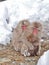 Mother Japanese macaque `snow monkey` cuddling her baby in the cold