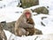 Mother Japanese snow monkey holding her baby 4