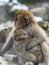 Mother Japanese snow monkey holding her baby 6