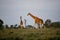 Mother with juvenile calf giraffe walk in Kenya