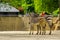 Mother and juvenile hartmanns mountain zebra together, Antwerp animal zoo, Antwerpen, Belgium, April 23, 2019