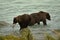 Mother and juvenille Alaskan Brown Bears in river, one with fresh caught salmon