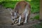 Mother kangaroo with baby kangaroo in pouch resting