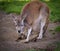 Mother kangaroo with baby kangaroo in pouch resting