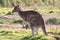 Mother kangaroo with joey