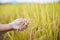 Mother and kid hand holding young rice together with tenderness