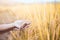 Mother and kid hand holding young rice together with tenderness