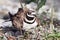 Mother Killdeer