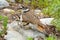 Mother Killdeer plover bird with her babies