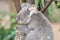 Mother koala rests her head
