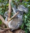 A mother koala with two joeys